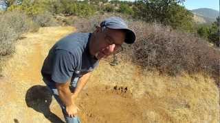 Garrett Infinium vs Minelab GPX 5000 on Gold Nuggets