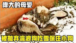 被拋棄狗狗寒風大雪中水坑里產子，只因母愛自己吃著雪也要讓寶寶能吃上奶