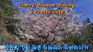 [Korea] Must See Cherry Blossom Flowers Now in Busan & Pretty Cafe / 활짝핀 부산 벚꽃길 걷고 예쁜 카페에서 커피 (ENG)