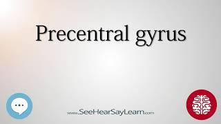 Precentral gyrus   Anatomy of the Brain   SeeHearSayLearn 