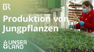 Produktion von Jungpflanzen mit High-Tech| Unser Land | BR Fernsehen