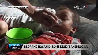 SEORANG BOCAH DI BONE DIGIGIT ANJING GILA