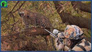 How Do Namibian Hunters Manage Thousands Of Leopards | Farming Documentary