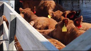 Buying 54 More Open Red Angus Heifers