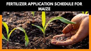The best maize planting fertilizer in Kenya and how to apply for bumper harvest