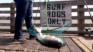 SO Many HUGE Bull Reds Caught. Ft. HEYSKIPPER fishing.