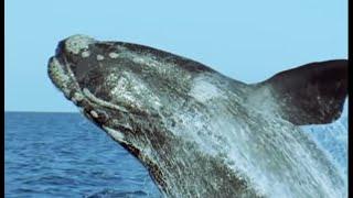 The Sperm Whale Prepares To Breed | Attenborough | Life of Mammals | BBC Earth