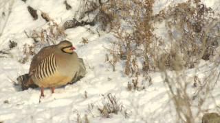 The chukar partridge (Alectoris chukar)