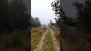 Утренний туман в лесу