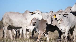 Brahman Breeding in South Africa | SA Brahman