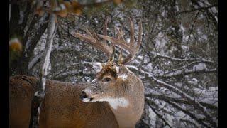 TWO GIANT BUCKS IN ONE DAY! Our greatest day whitetail hunting!