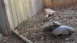 Rough and Tumble the Six-Banded Armadilo pups #dallaszoo