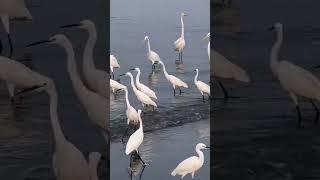 nature | egret | bird | forest | beautiful scenery | relaxing clip | PT 20 | EP 2 | ️️