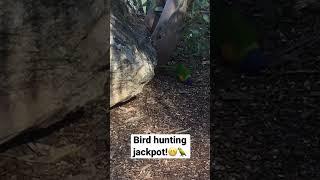 Bird hunting #parrot #wildlife #birds #shorts #viralvideo