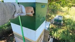 New Zealand Beekeeping: Final Massive Harvest Round! 44KG in total!