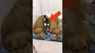 This cat has great friendship with dogs