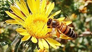 Как пчела собирает нектар и пыльцу с цветка / How a bee collects nectar and pollen from a flower