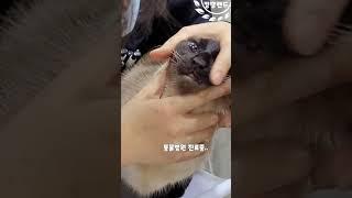 고양이 주사 맞히기 / 동물병원 진료날 / 재주는 곰이 부리고 돈은 왕서방이 번다더니.. / 샴고양이 / 포메라니안