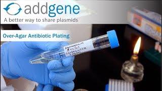 Over-Agar Antibiotic Plating