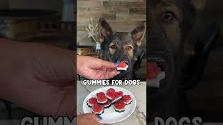 Fourth Of July Gummies For Dogs Recipe