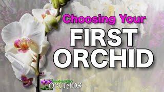 Orchid Basics for Beginners who want to start growing Orchids - Grandma Pickles Orchids.