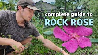 Complete Guide to Texas Native Rock Rose | Texas Native Plants