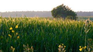 Agroturystyka nad morzem - SZYMANKA | Kaszuby - Gniewino