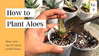 How to Plant Aloes // The Plant Prince Ph