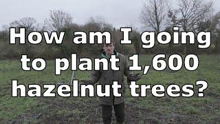 How to Plant Hazelnut Trees to Ensure Pollination | Tree Planting Plan | Irish hazelnut orchard