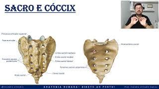 Sacro e cóccix - Esqueleto axial - Sistema esquelético - Anatomia direto ao ponto!