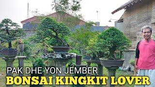 BONSAI KINGKIT LOVER!! SANG MAESTRO BONSAI JEMBER PAK DHE YON FADILAH