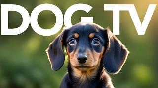 ULTIMATE Entertainment for Dogs! | 20 Hours of Dog TV - Petflix 2024