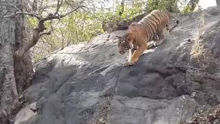 Royal bengal tiger Hunting Deer