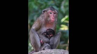 Monkey mom hugged a newborn baby #monkey