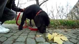 Black labrador puppy