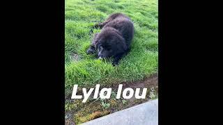 Names we call Lyla