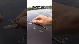 Minnow Fishing 米诺钓多曼 #fishing #fishingvideo #giantsnakehead #多曼