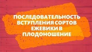 Последовательность вступления сортов ежевики в плодоношение