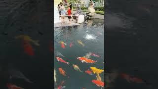 JAPANESE KOI