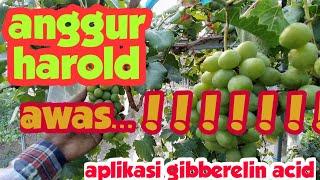 Anggur harold.. ||| ... LIHAT VIDIO INI... APLIKASI gibberelin acid (ga3)