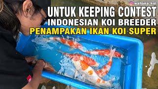 PANEN IKAN KOI SUPER LANGSUNG DILELANG