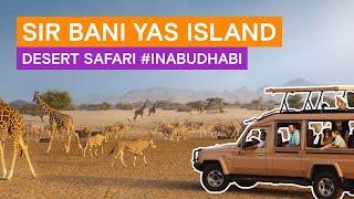 Sir Bani Yas Island: Wildlife, Adventure, and Scenic Beauty in Abu Dhabi