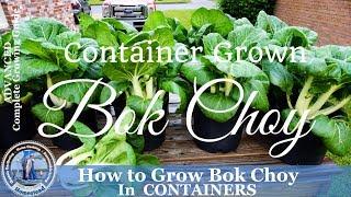 How to Grow Bok Choy in Containers