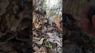 Ukraine - 15.12.2022. Footage Of Ukrainian Sapper Disarming A Russian "MOH-50" Landmine.