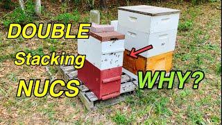 DOUBLE Stacking NUCS of Bees | Why would I do that?