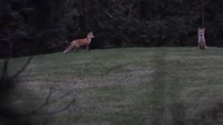 Red Fox Barking