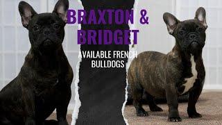 Braxton & Bridget Our Available French Bulldog Puppies at Woodland Frenchies!