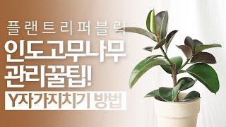 SUB) 인도고무나무 식물 키우기｜물주기 관리 꿀팁 ｜Indian rubber tree｜봄맞이 고무나무 가지치기 도전! 실내공기정화식물｜거실화분｜플랜테리어식물로 추천