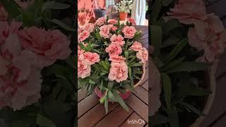 #Италия Тоскане#Красота Порядок