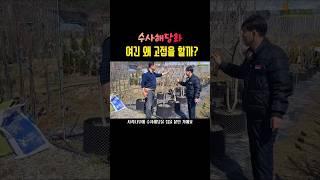 수사해당 왜 고접을 할까? #shorts   #수사해당 #수사해당화 #수복나무시장 #세종시